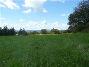 Pohľad na psicovú lúku s Dianthus carthusianorum